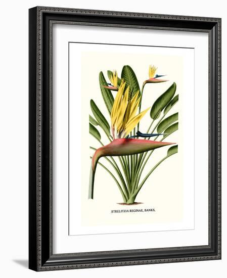 Yellow Bird of Paradise - Mandela's Gold-Louis Van Houtte-Framed Premium Giclee Print