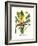 Yellow Bird of Paradise - Mandela's Gold-Louis Van Houtte-Framed Premium Giclee Print