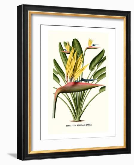 Yellow Bird of Paradise - Mandela's Gold-Louis Van Houtte-Framed Premium Giclee Print