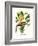 Yellow Bird of Paradise - Mandela's Gold-Louis Van Houtte-Framed Art Print