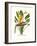 Yellow Bird of Paradise - Mandela's Gold-Louis Van Houtte-Framed Art Print