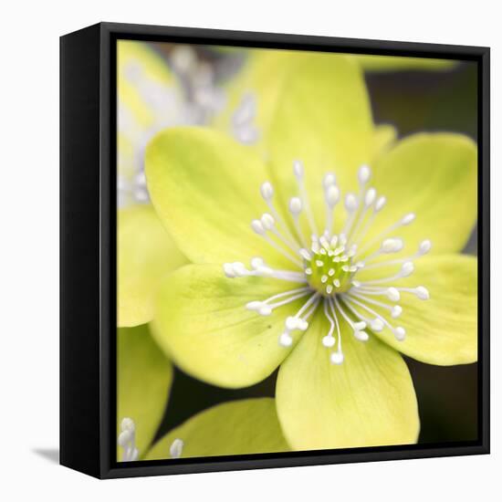 Yellow Blossom-null-Framed Premier Image Canvas