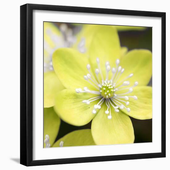 Yellow Blossom-null-Framed Photographic Print