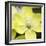 Yellow Blossom-null-Framed Photographic Print