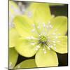 Yellow Blossom-null-Mounted Photographic Print