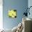 Yellow Blossom-null-Mounted Photographic Print displayed on a wall