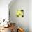 Yellow Blossom-null-Mounted Photographic Print displayed on a wall