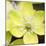 Yellow Blossom-null-Mounted Photographic Print