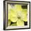 Yellow Blossom-null-Framed Photographic Print