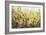 Yellow Blossoms-Tim O'toole-Framed Giclee Print