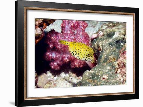 Yellow Boxfish-Georgette Douwma-Framed Photographic Print