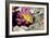 Yellow Boxfish-Georgette Douwma-Framed Photographic Print