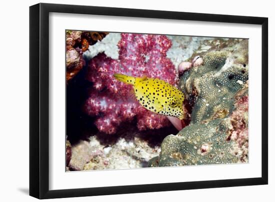 Yellow Boxfish-Georgette Douwma-Framed Photographic Print