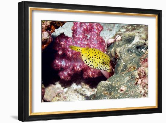 Yellow Boxfish-Georgette Douwma-Framed Photographic Print