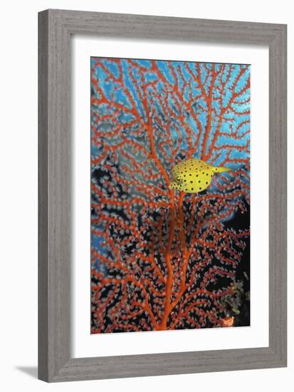 Yellow Boxfish-Georgette Douwma-Framed Photographic Print