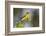 Yellow-breasted Chat (Icteria virens) singing on breeding territory, central Texas, USA, spring-Larry Ditto-Framed Photographic Print