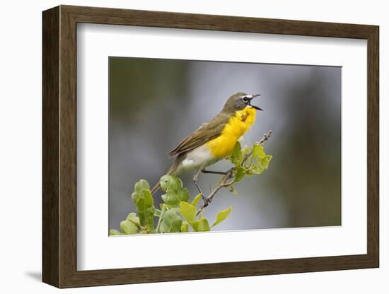 Yellow-breasted Chat (Icteria virens) singing on breeding territory, central Texas, USA, spring-Larry Ditto-Framed Photographic Print