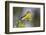 Yellow-breasted Chat (Icteria virens) singing on breeding territory, central Texas, USA, spring-Larry Ditto-Framed Photographic Print