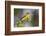 Yellow-breasted Chat (Icteria virens) singing on breeding territory, central Texas, USA, spring-Larry Ditto-Framed Photographic Print