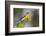 Yellow-breasted Chat (Icteria virens) singing on breeding territory, central Texas, USA, spring-Larry Ditto-Framed Photographic Print