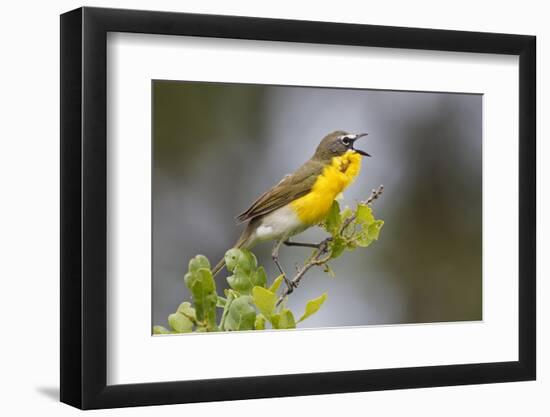 Yellow-breasted Chat (Icteria virens) singing on breeding territory, central Texas, USA, spring-Larry Ditto-Framed Photographic Print