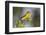 Yellow-breasted Chat (Icteria virens) singing on breeding territory, central Texas, USA, spring-Larry Ditto-Framed Photographic Print