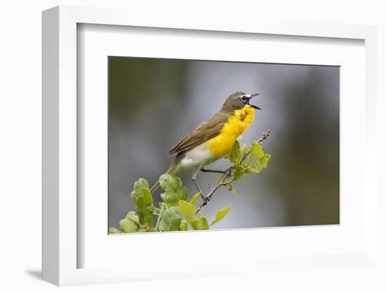 Yellow-breasted Chat (Icteria virens) singing on breeding territory, central Texas, USA, spring-Larry Ditto-Framed Photographic Print