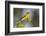 Yellow-breasted Chat (Icteria virens) singing on breeding territory, central Texas, USA, spring-Larry Ditto-Framed Photographic Print