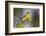 Yellow-breasted Chat (Icteria virens) singing on breeding territory, central Texas, USA, spring-Larry Ditto-Framed Photographic Print