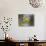 Yellow-Breasted Chat Singing on Breeding Territory, Central Texas, USA-Larry Ditto-Photographic Print displayed on a wall