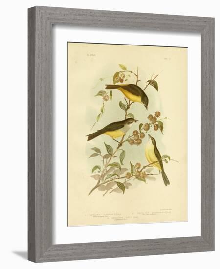 Yellow-Breasted Robin or Eastern Yellow Robin, 1891-Gracius Broinowski-Framed Giclee Print