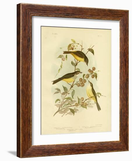 Yellow-Breasted Robin or Eastern Yellow Robin, 1891-Gracius Broinowski-Framed Giclee Print