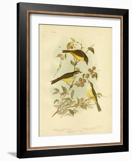 Yellow-Breasted Robin or Eastern Yellow Robin, 1891-Gracius Broinowski-Framed Giclee Print