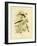 Yellow-Breasted Robin or Eastern Yellow Robin, 1891-Gracius Broinowski-Framed Giclee Print