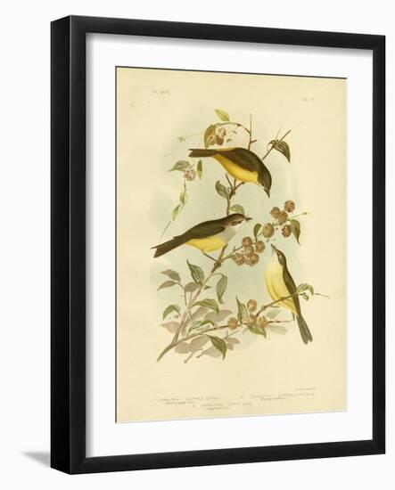 Yellow-Breasted Robin or Eastern Yellow Robin, 1891-Gracius Broinowski-Framed Giclee Print