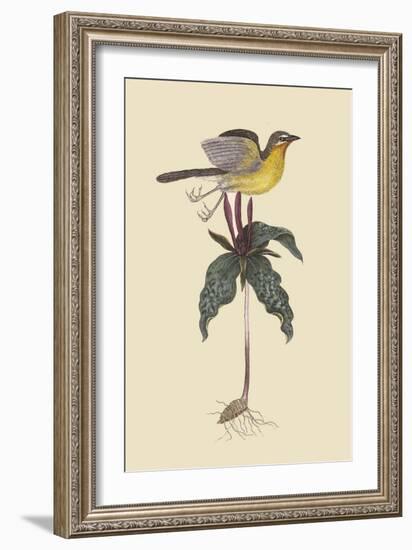 Yellow Breatsed Chat-Mark Catesby-Framed Art Print