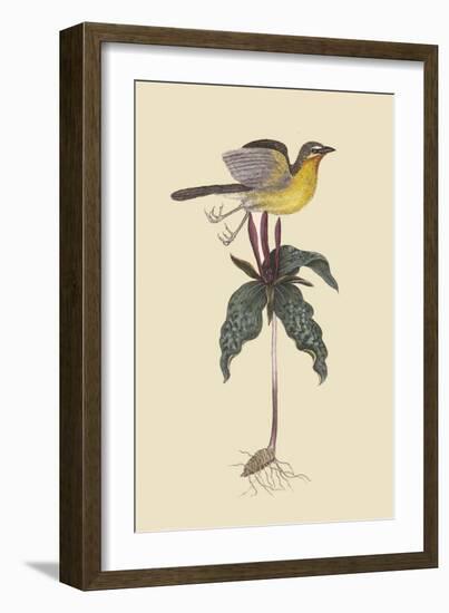 Yellow Breatsed Chat-Mark Catesby-Framed Art Print