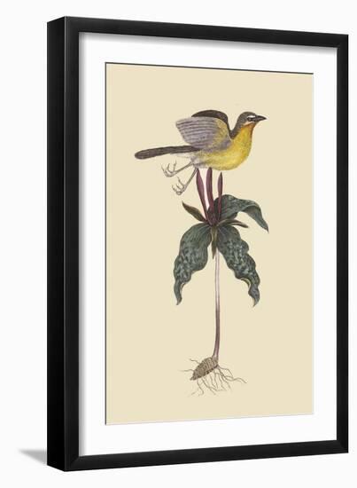 Yellow Breatsed Chat-Mark Catesby-Framed Art Print