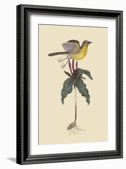 Yellow Breatsed Chat-Mark Catesby-Framed Art Print