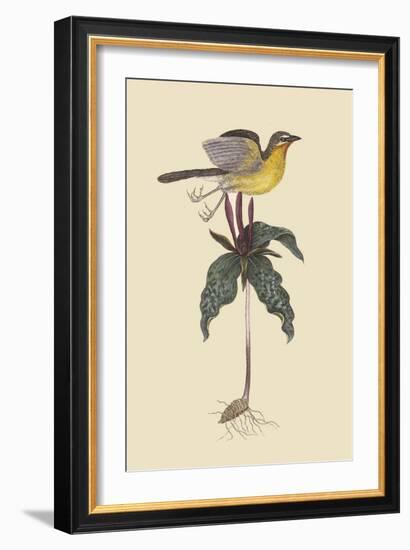 Yellow Breatsed Chat-Mark Catesby-Framed Art Print