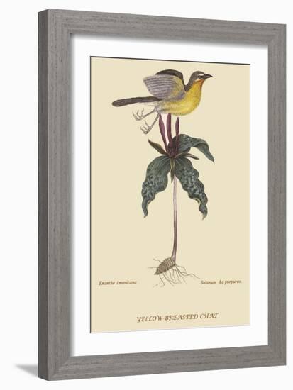 Yellow Breatsed Chat-Mark Catesby-Framed Art Print