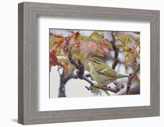 Yellow Browed Warbler (Phylloscopus Inornatus) Perched on Twig, Uto, Finland, September-Markus Varesvuo-Framed Photographic Print