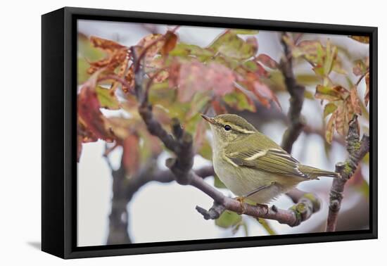 Yellow Browed Warbler (Phylloscopus Inornatus) Perched on Twig, Uto, Finland, September-Markus Varesvuo-Framed Premier Image Canvas