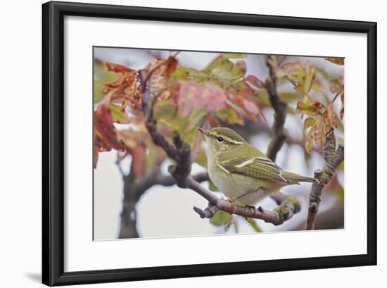 Yellow Browed Warbler (Phylloscopus Inornatus) Perched on Twig, Uto, Finland, September-Markus Varesvuo-Framed Photographic Print