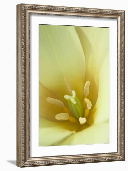 Yellow Burst I-Dana Styber-Framed Photographic Print