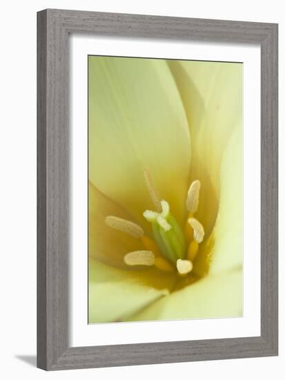 Yellow Burst I-Dana Styber-Framed Photographic Print