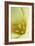 Yellow Burst I-Dana Styber-Framed Photographic Print