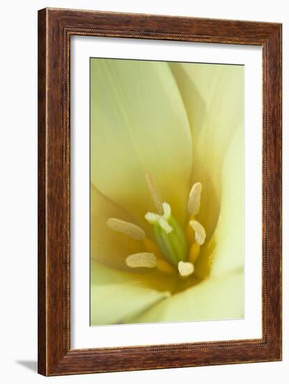 Yellow Burst I-Dana Styber-Framed Photographic Print