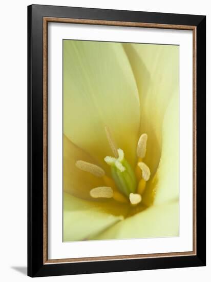 Yellow Burst I-Dana Styber-Framed Photographic Print