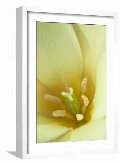 Yellow Burst I-Dana Styber-Framed Photographic Print